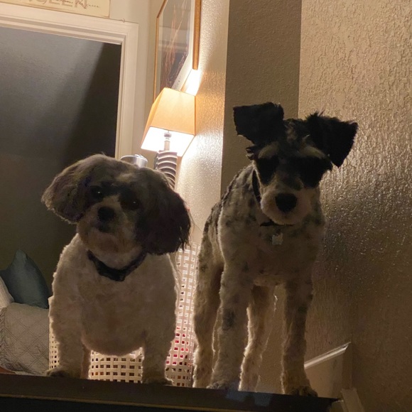 Meet your Posher, Leandra - Picture 7 of 13